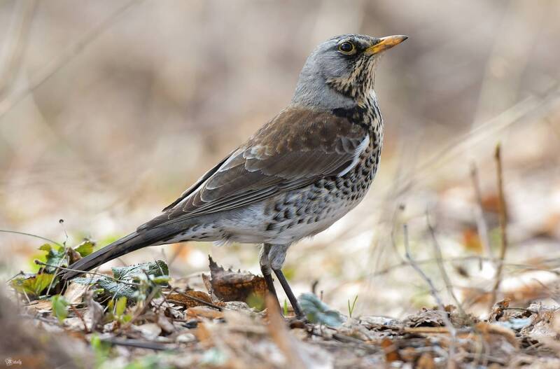 Дрозд рябинник фото превью