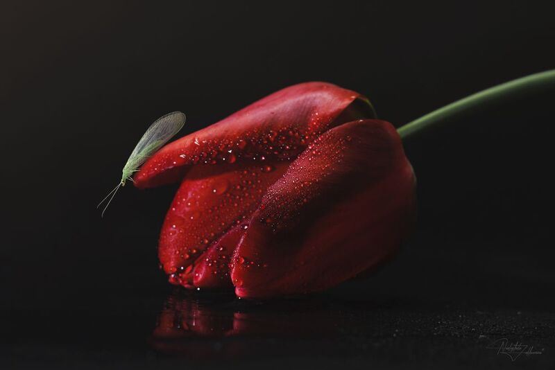 мануальная оптика, индустар 61лз, макрофотография, цветы, насекомые, златоглазка, весна 2026, художественная фотография Весна, дожди, музыка…. фото превью