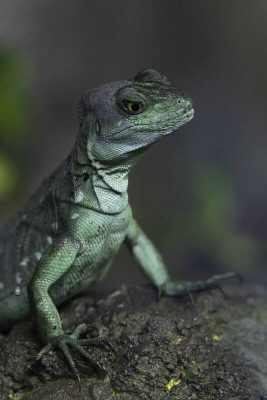 Green crested basilisk фото превью