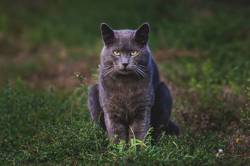 Он знает больше, чем кажется) фото превью