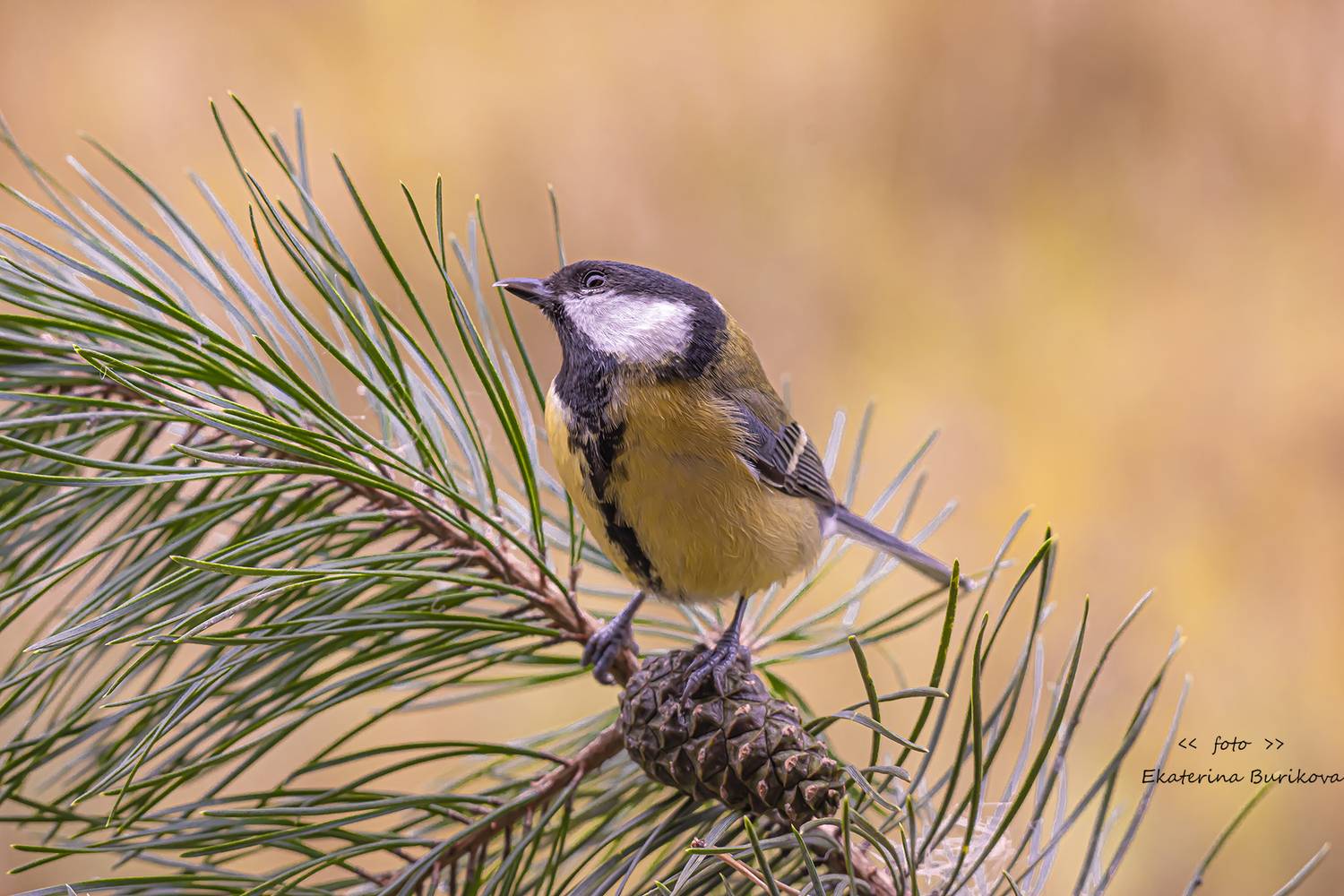 , Бурикова Екатерина