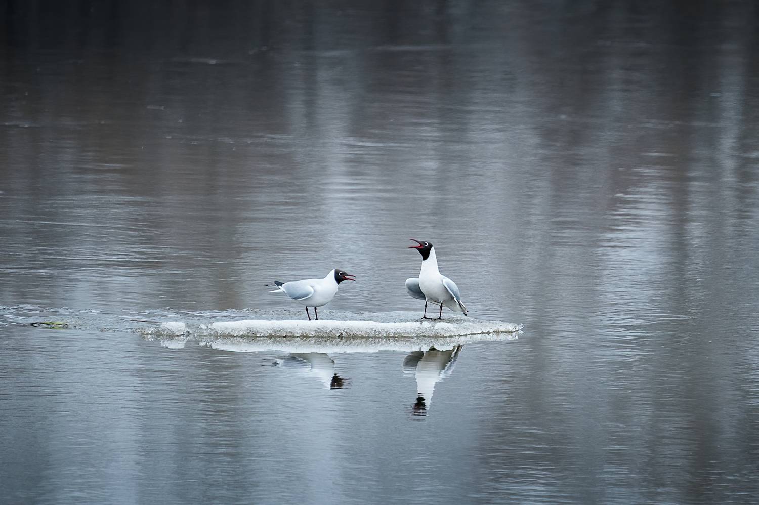 чайка, птица, весна, лёд, река, Anton