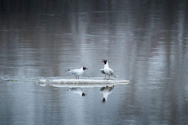 чайка, птица, весна, лёд, река озерные чайки фото превью