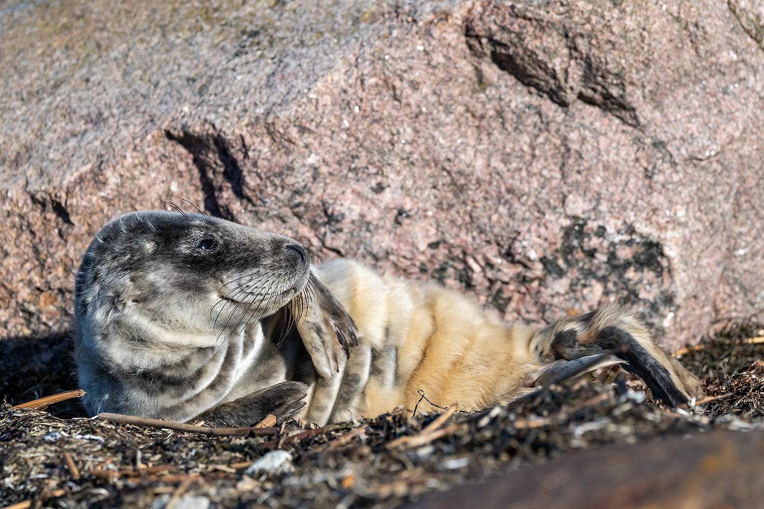 , Абросимов Александр