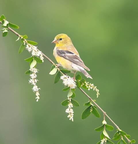 American Goldfinch - Американский чиж