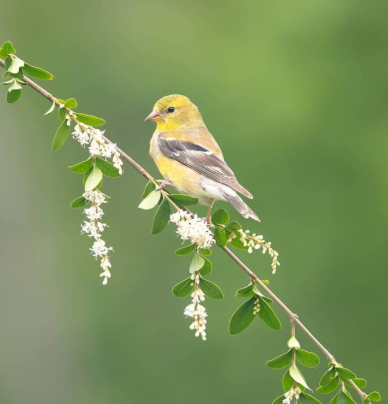 american goldfinch, американский чиж, чиж, goldfinch, весна, spring American Goldfinch - Американский чиж фото превью