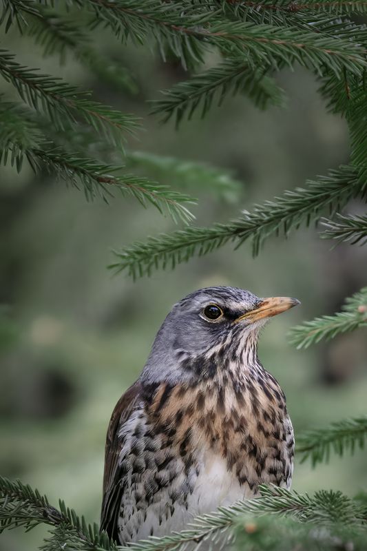 дрозд, рябинник, птица, природа, ель В еловом тереме фото превью