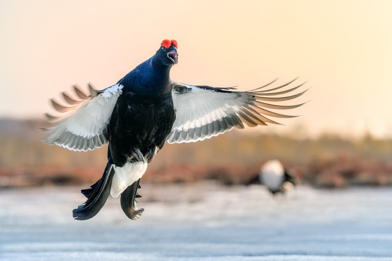 Тетерев, птицы, токование, лес, природа, фотоохота, утро, болото Полёт тетерева фото превью