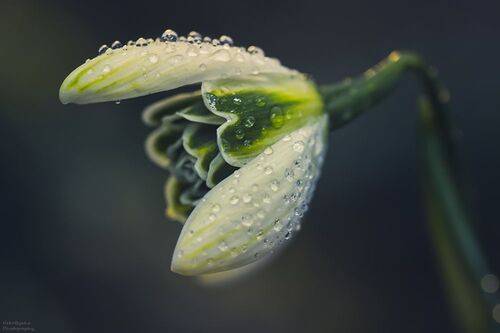 Дождливая весна