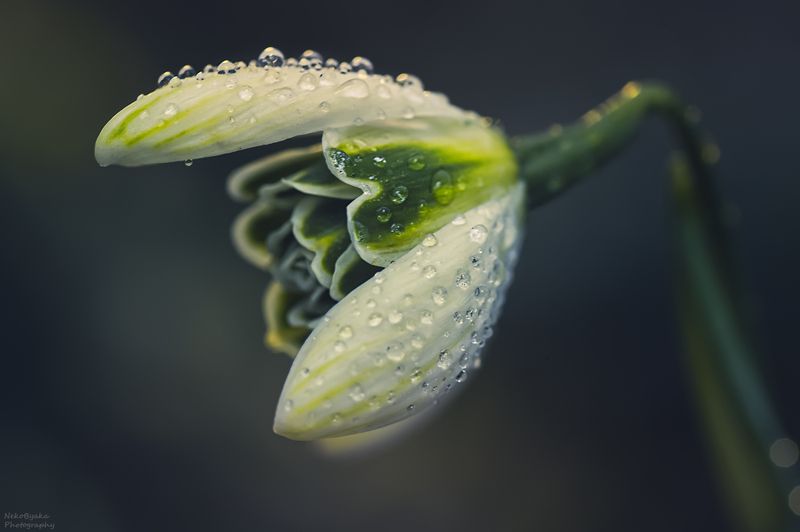 макро, природа, весна, цветы, первоцветы, подснежник, macro, nature, spring, primroses, flowers, snowdrop Дождливая весна фото превью