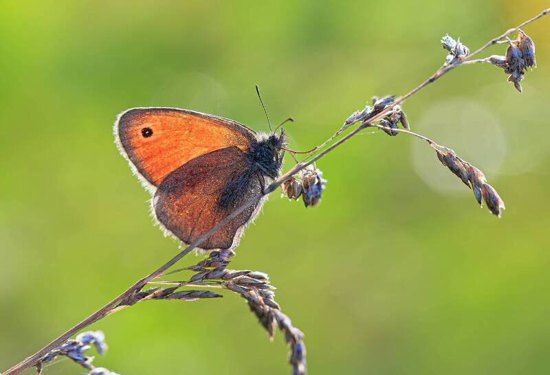 насекомые, бабочка, сенница, утро, август, лето Сенница фото превью