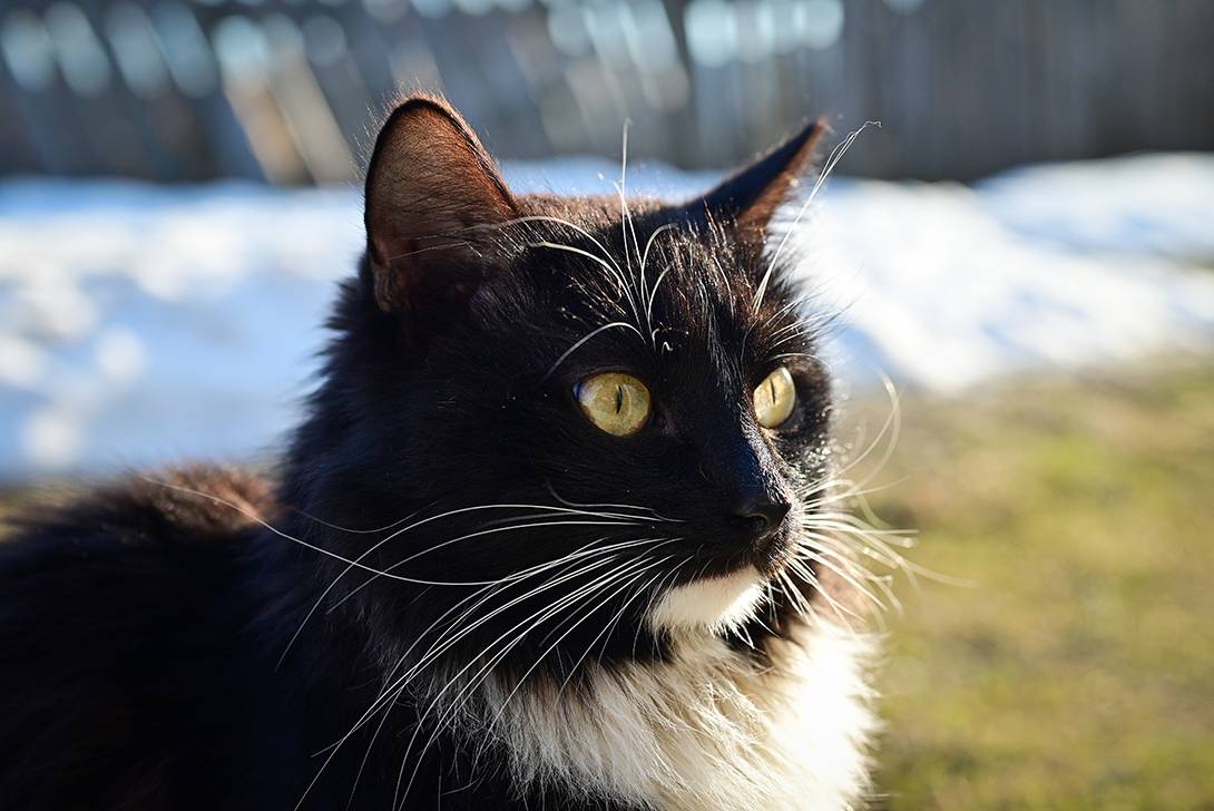 , Калёв Сергей