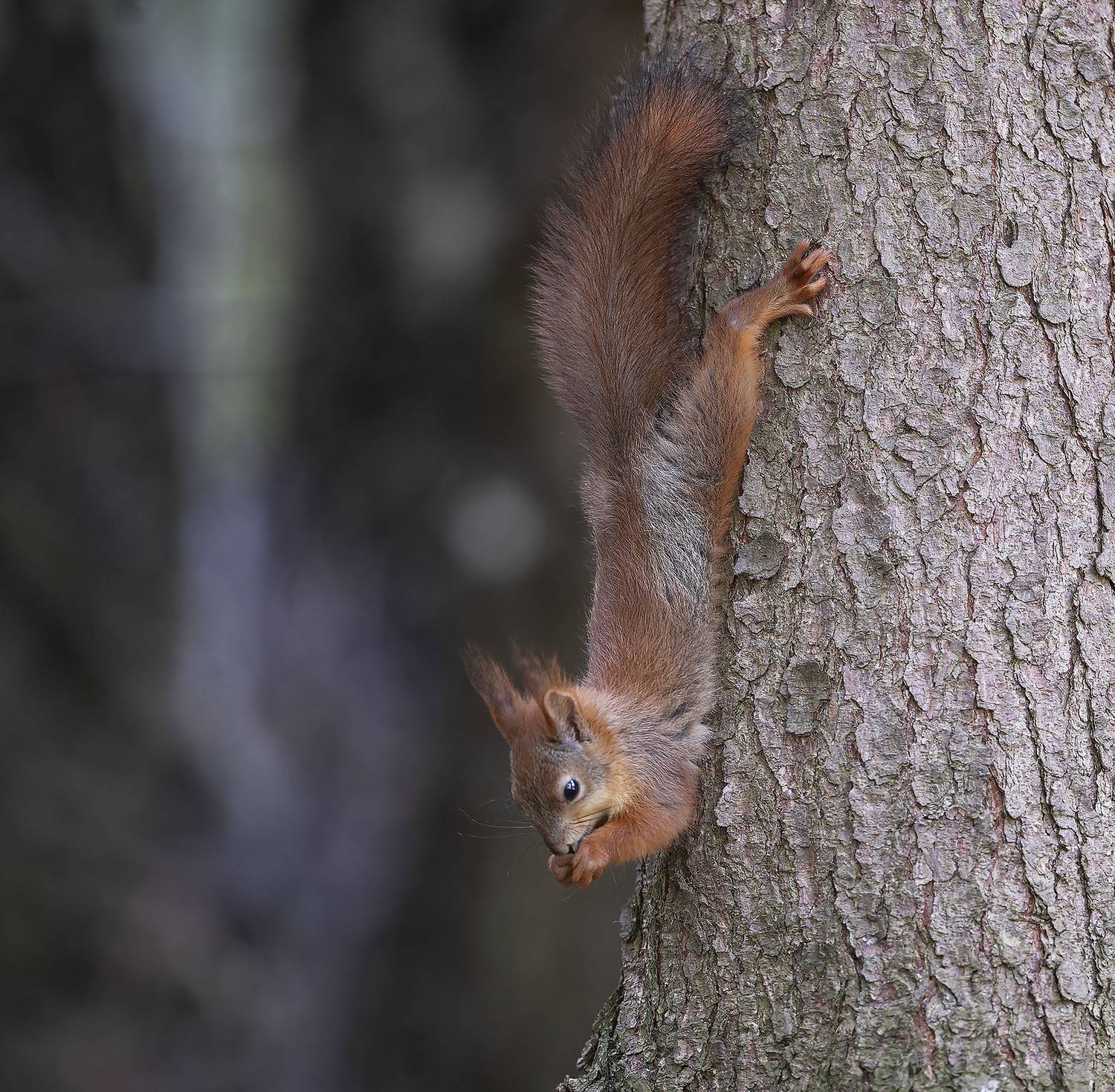 белка, лес, природа, squirrel, movement, forest, nature, Стукалова Юлия