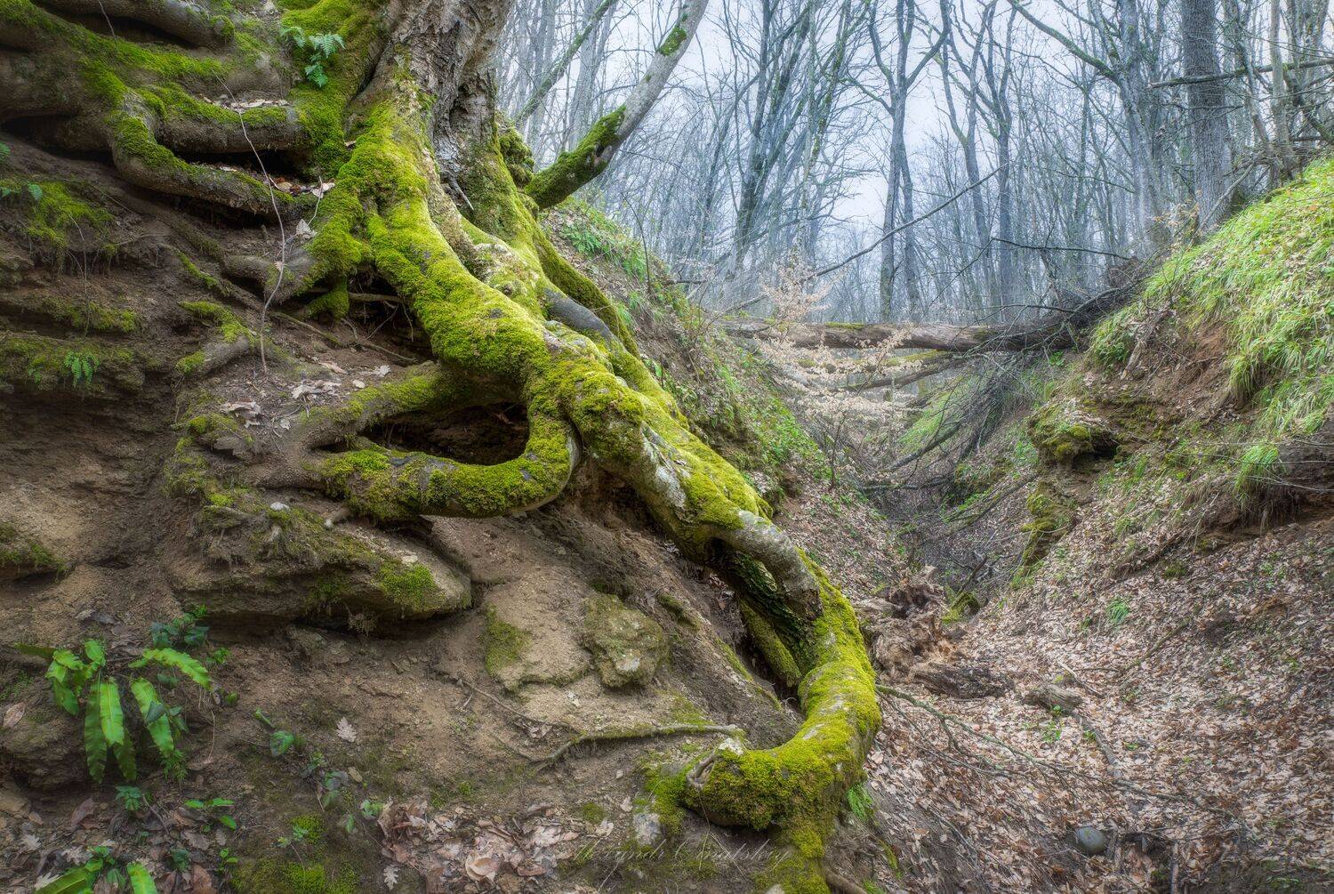 , Alexander Ornatskiy