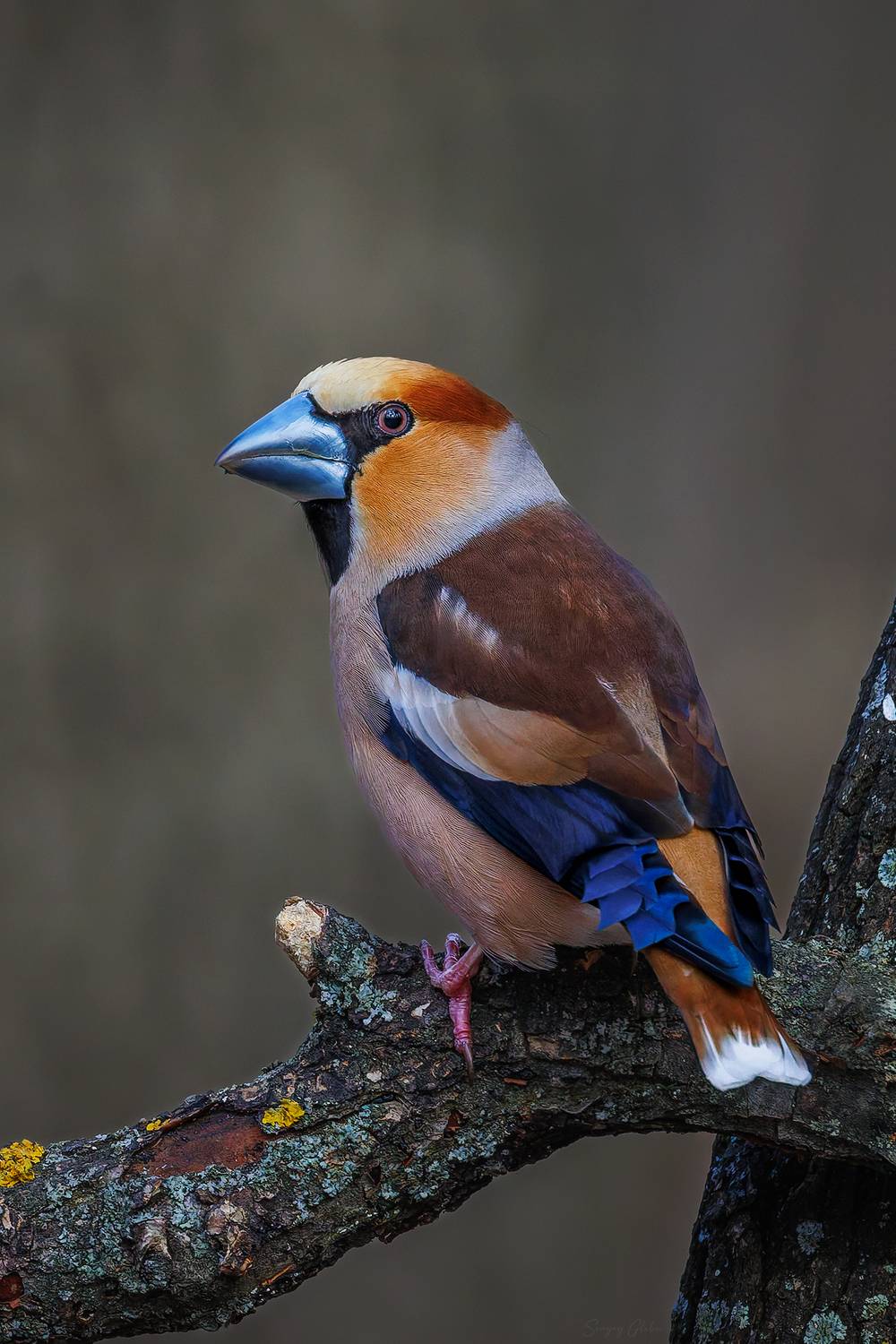 , Глебов Сергей