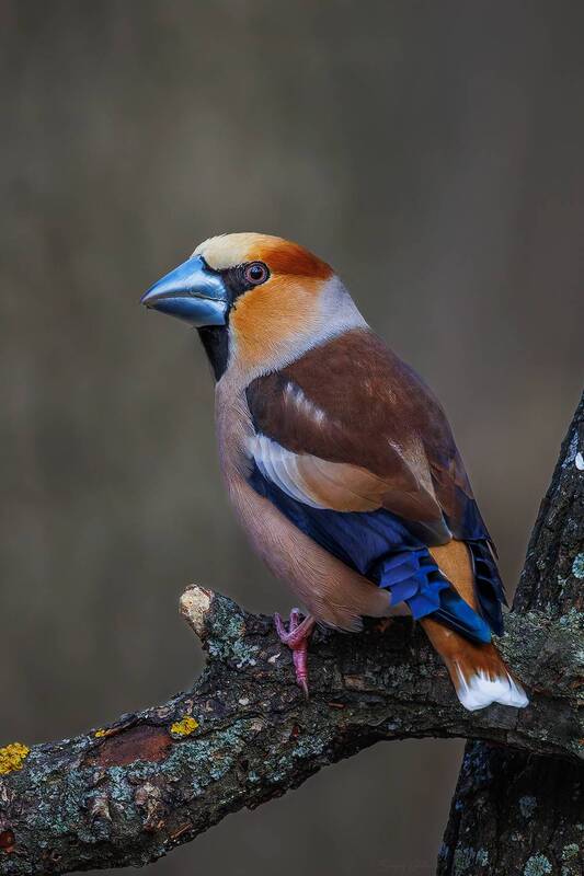 Дубонос фото превью