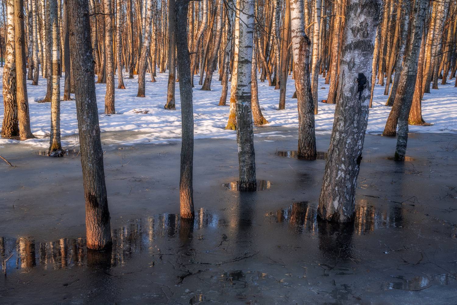 природв, пейзаж, лесной пейзаж, весна, весенний лес, Мартыненко Дмитрий