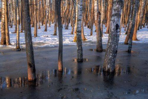 В лес приходит весна