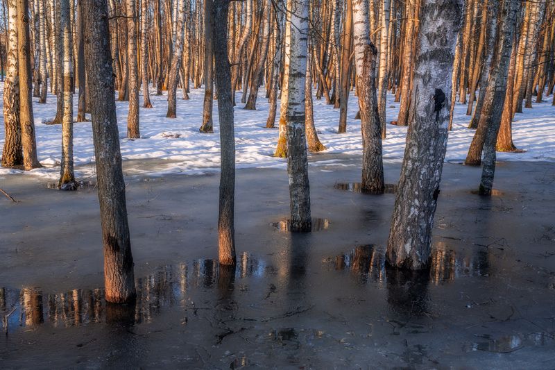 природв, пейзаж, лесной пейзаж, весна, весенний лес В лес приходит весна фото превью