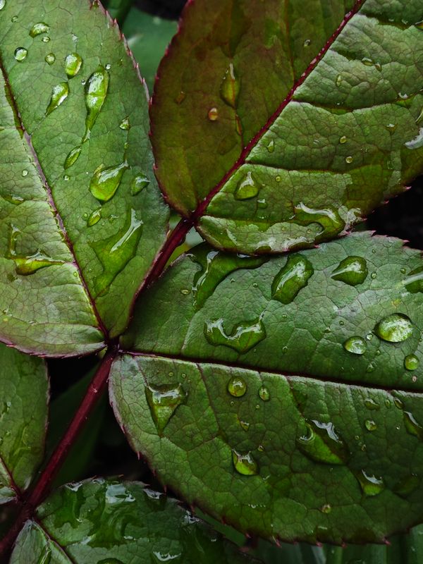 Ещё немного дождливой весны фото превью