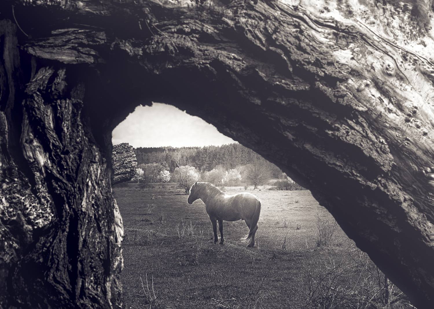 , Бобчева Веселина