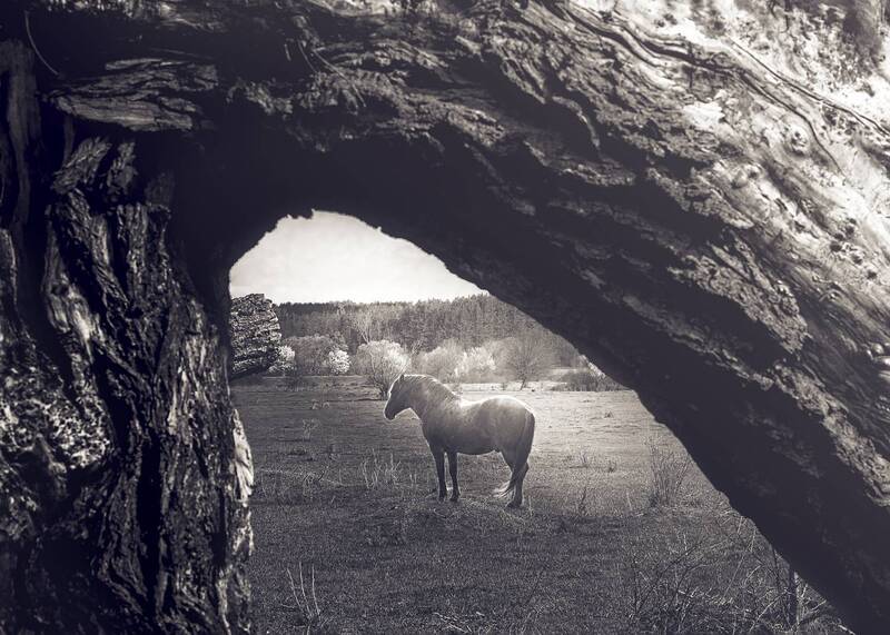 A Window to the Wild фото превью