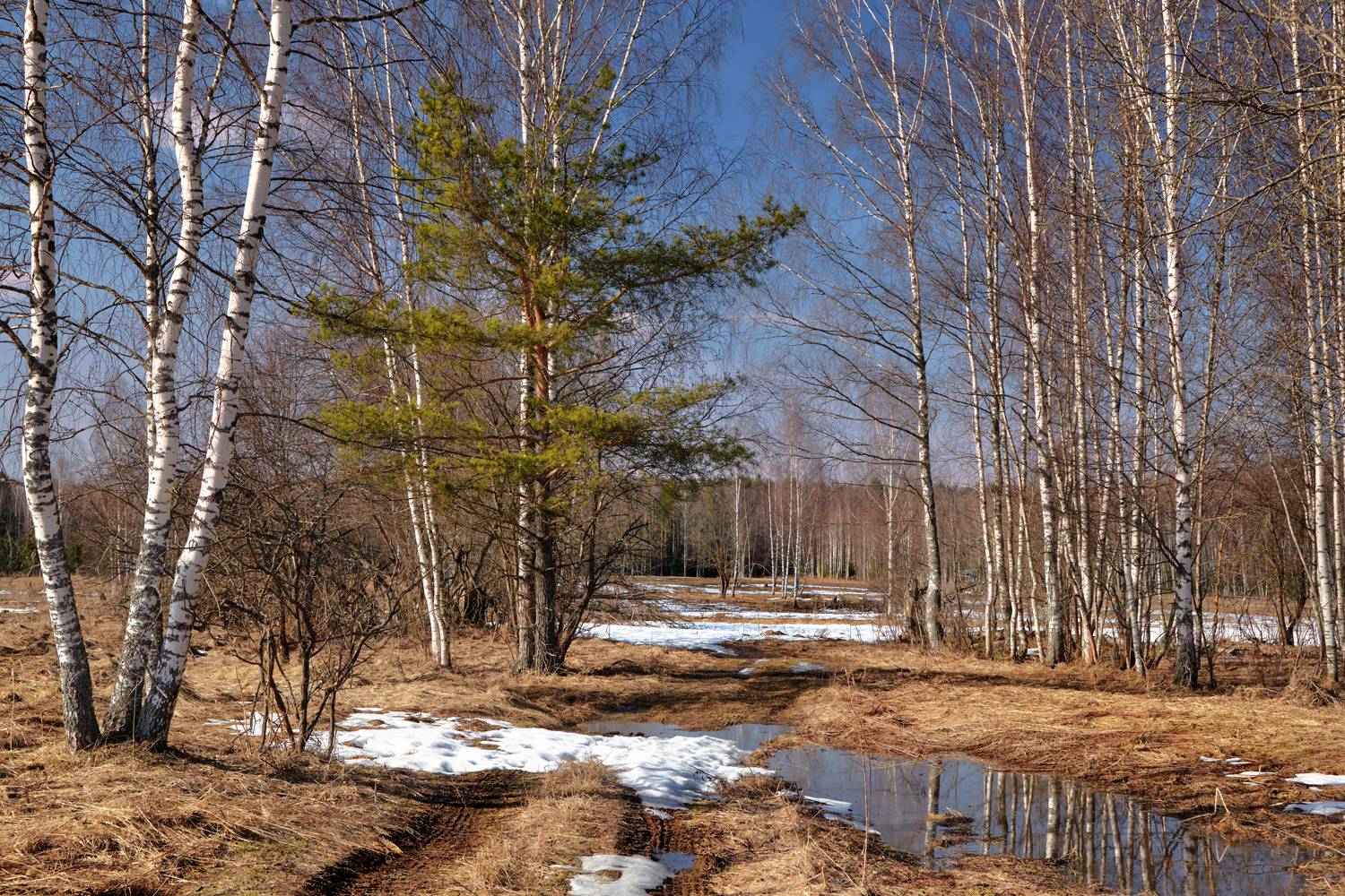 , Роман Лушпа