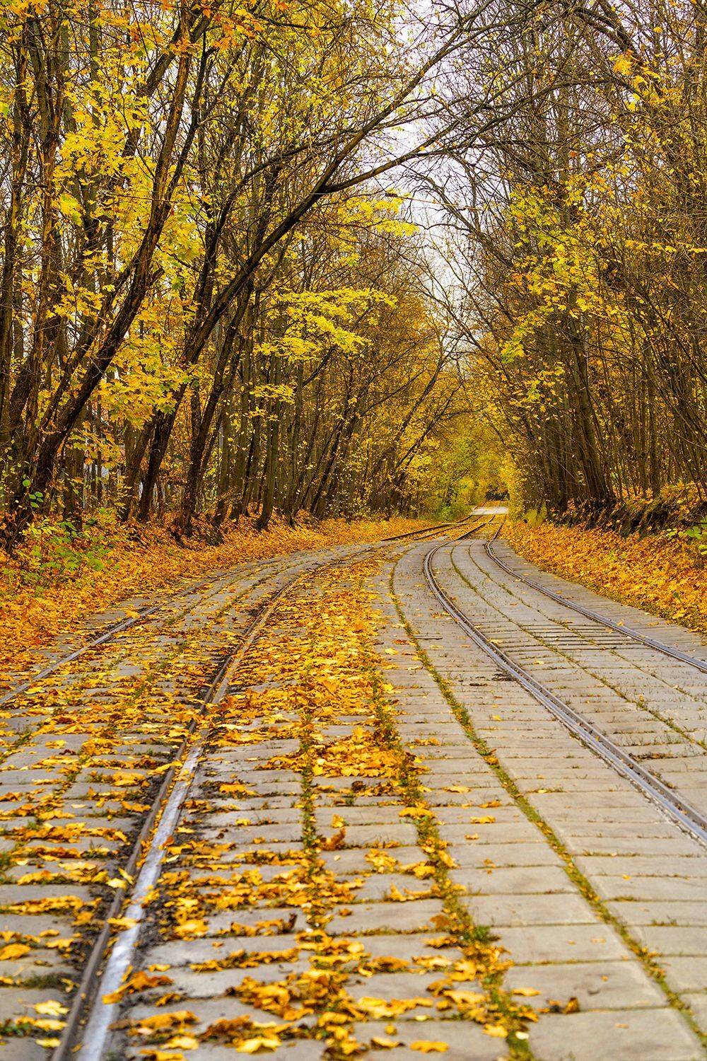 Россия, Москва, осень, трамвай, Лариса Дука