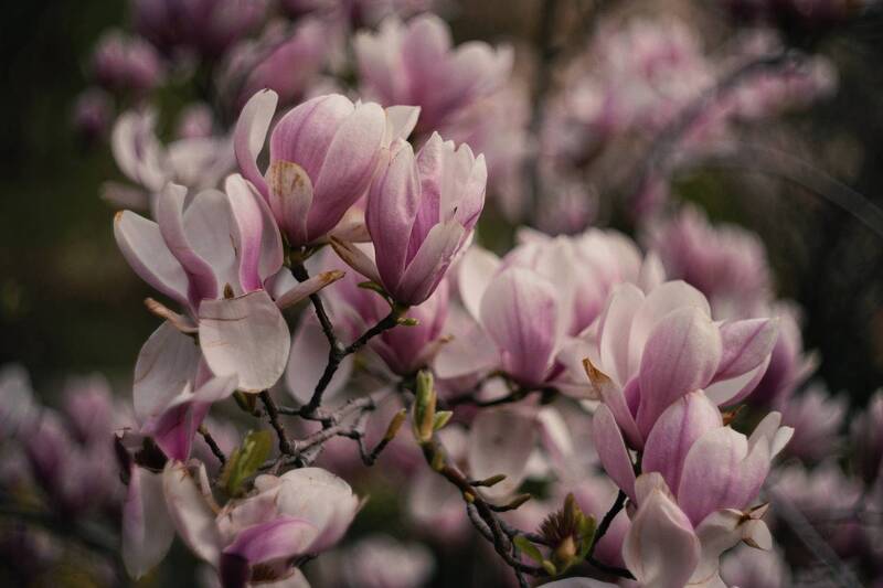 Блаженство красоты магнолии цветущей. фото превью
