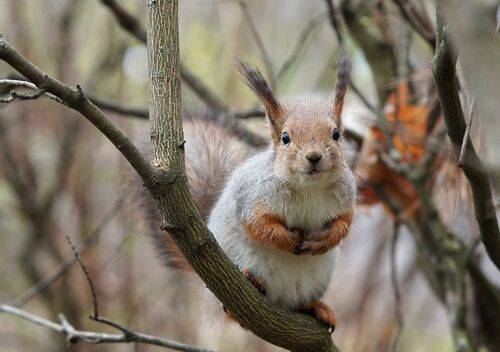 Подайте Христа ради, орешек золотой