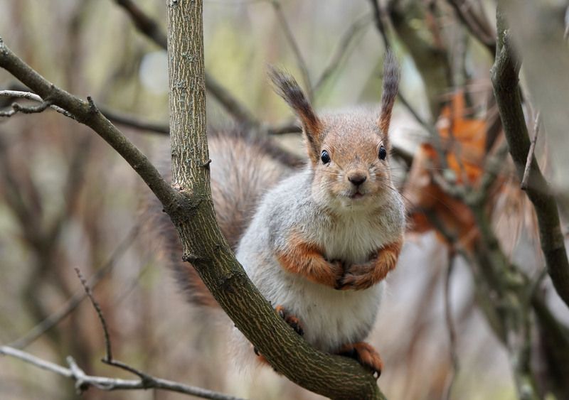 Белка, попрошайка, Кусты Подайте Христа ради, орешек золотой фото превью