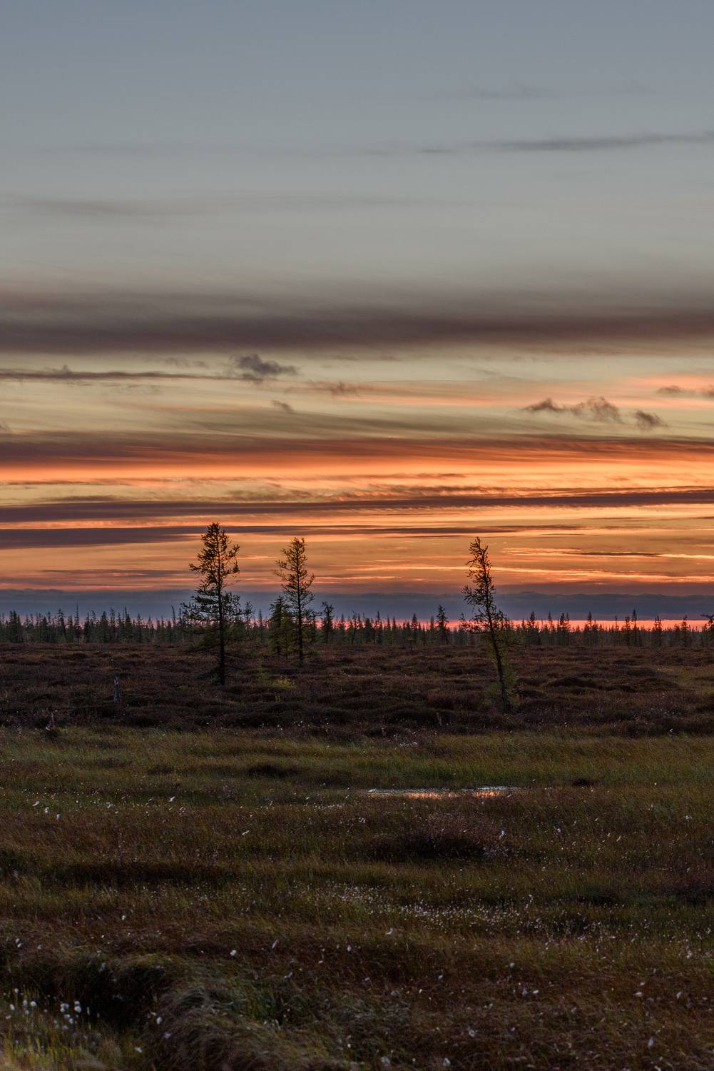 закат, тундра, небо, лес, живем на севере, янао, пейзаж, надым, ямал, Сторожев Олег