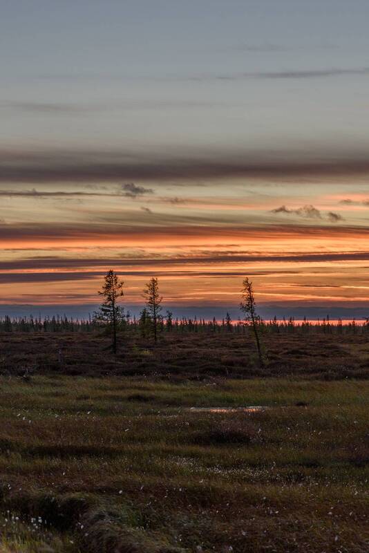 закат, тундра, небо, лес, живем на севере, янао, пейзаж, надым, ямал Закат фото превью