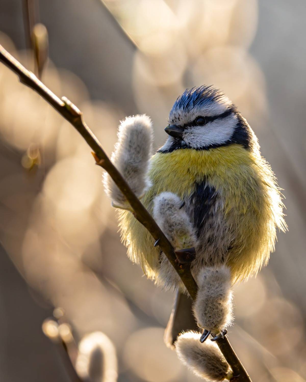 лазоревка, синица, птицы, весна, верба, Ruslan Pl