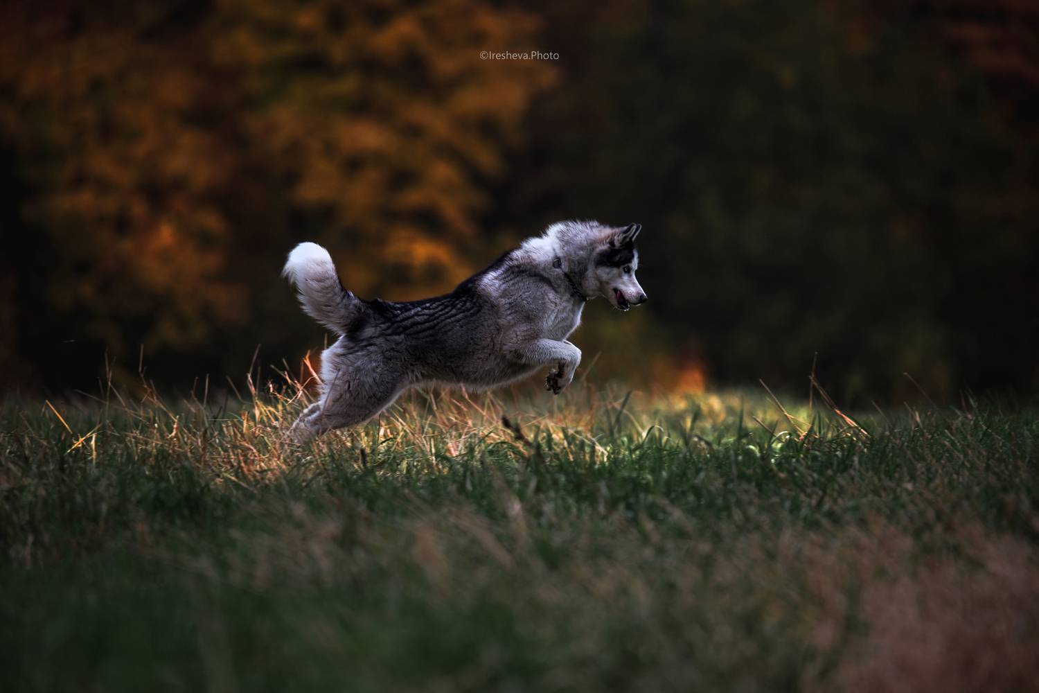 husky, хаски, собака, Ирешева Мария