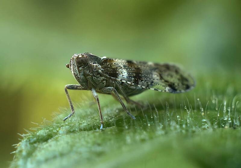 ... фото превью