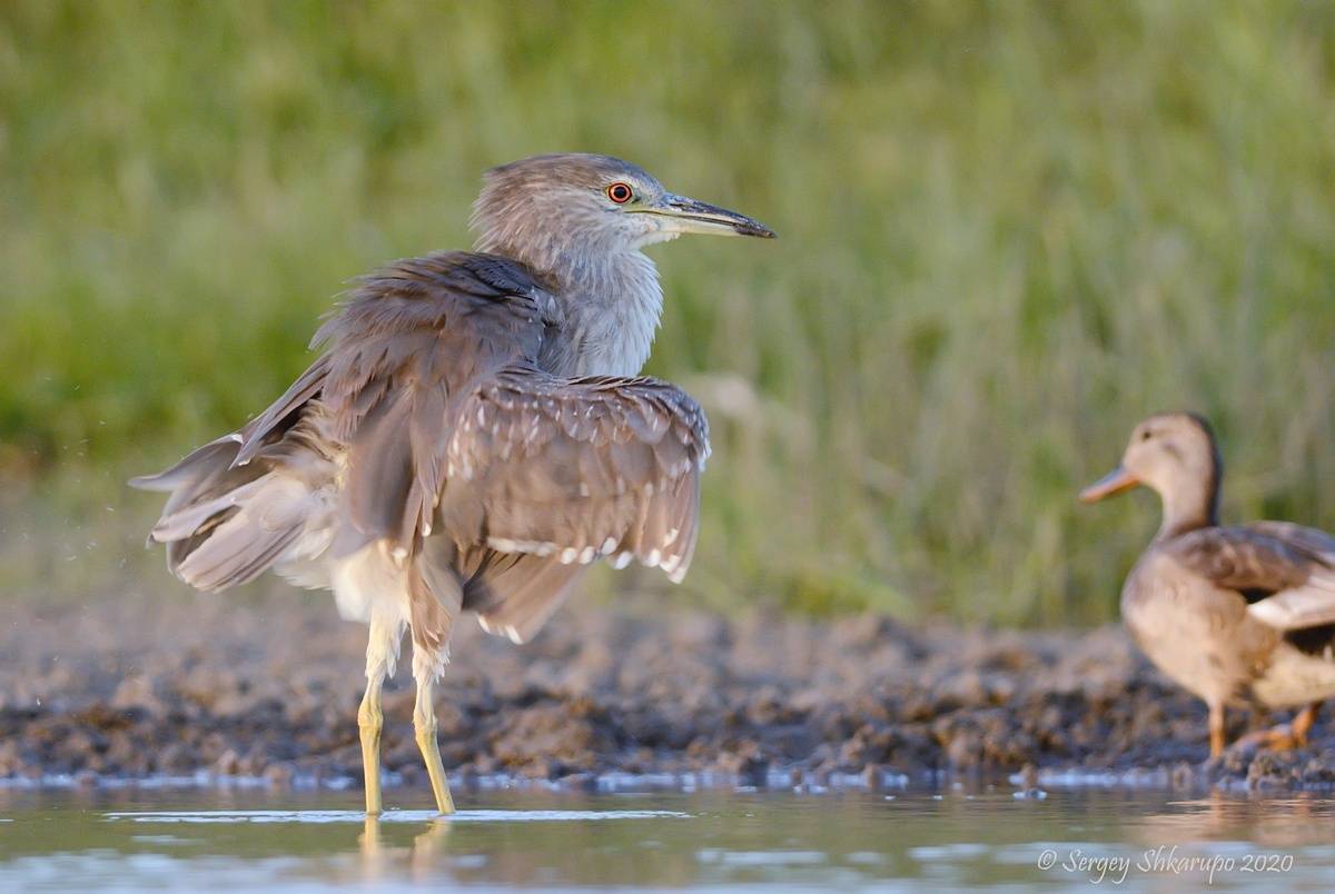 , Сергей Шкарупо