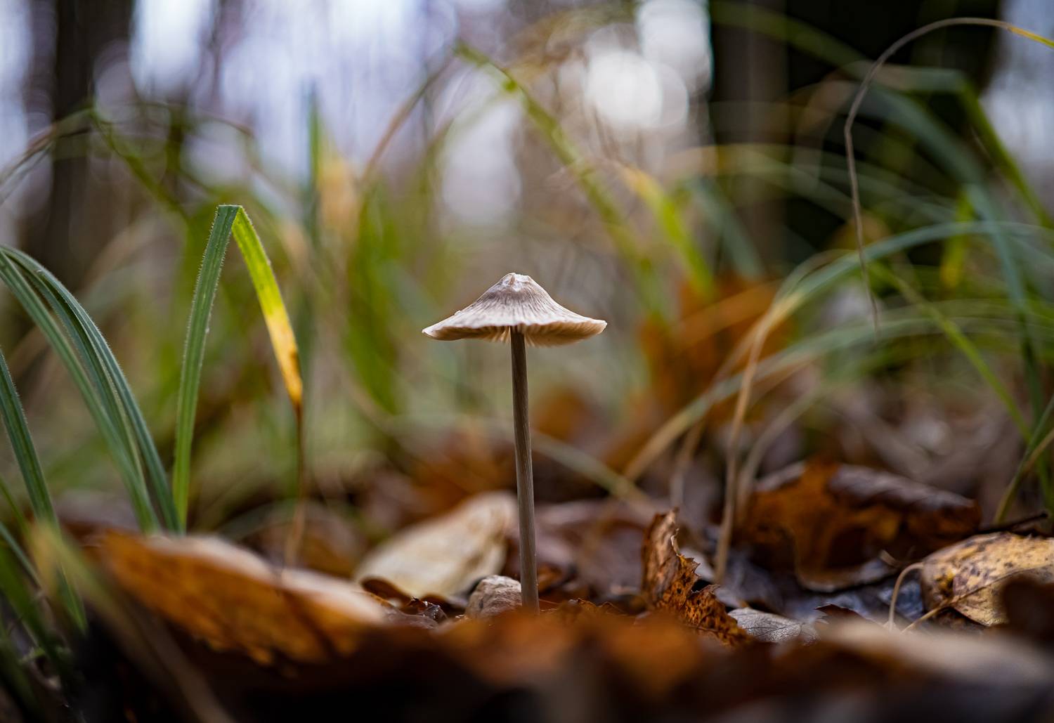 природа, Виктор Парщиков