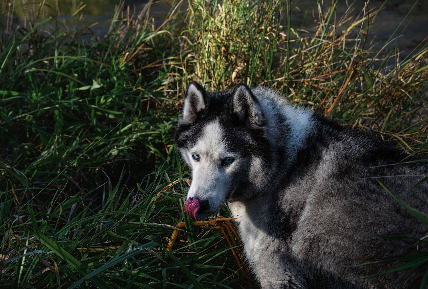 husky, хаски, собака, я люблю свою собаку, Ирешева Мария