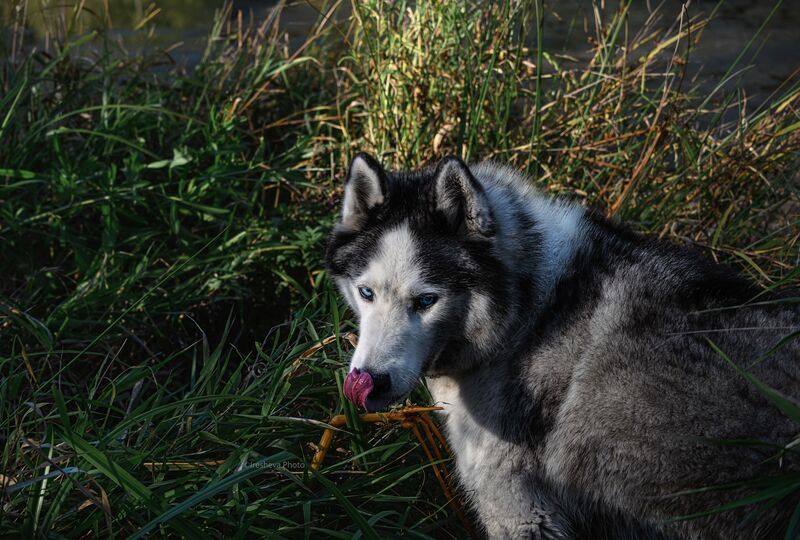 husky, хаски, собака, я люблю свою собаку Формула счастливого хаски фото превью