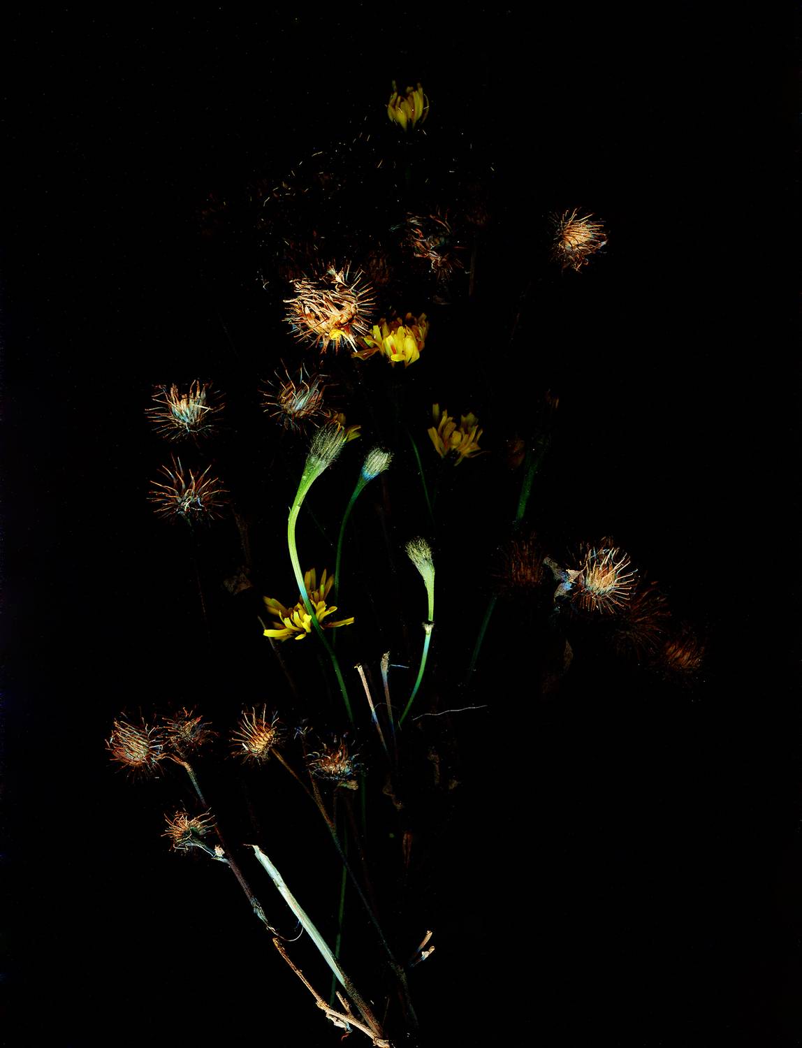 , Андрей Петросян