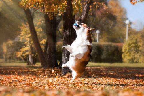 Счастливые осенние моменты
