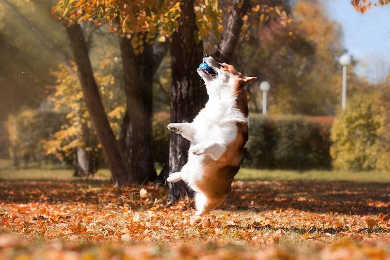 Счастливые осенние моменты фото превью