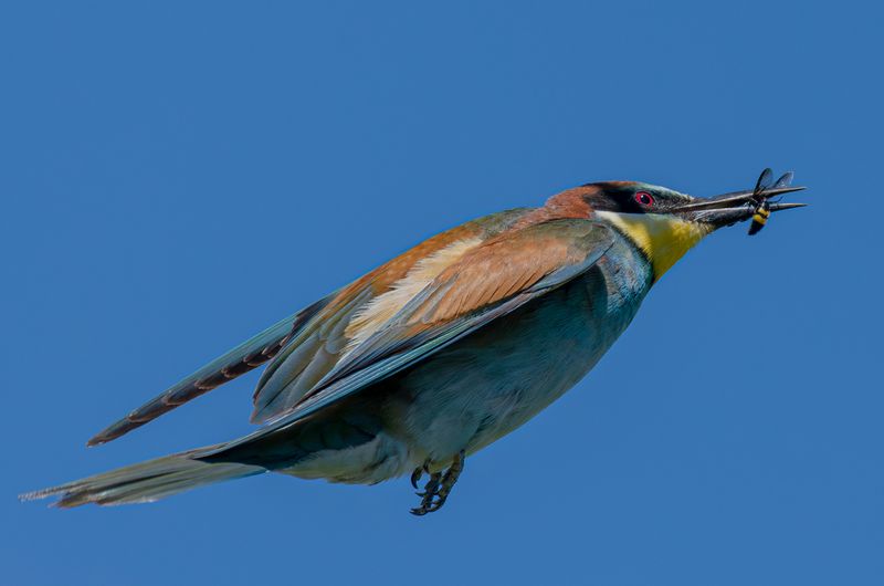 С осой фото превью