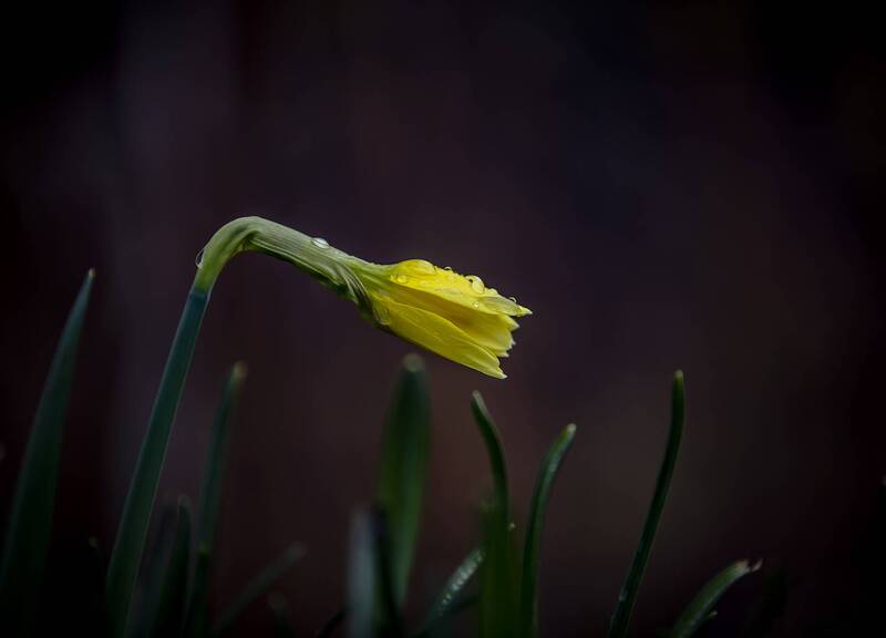 цветы, дождя Цветы дождя фото превью