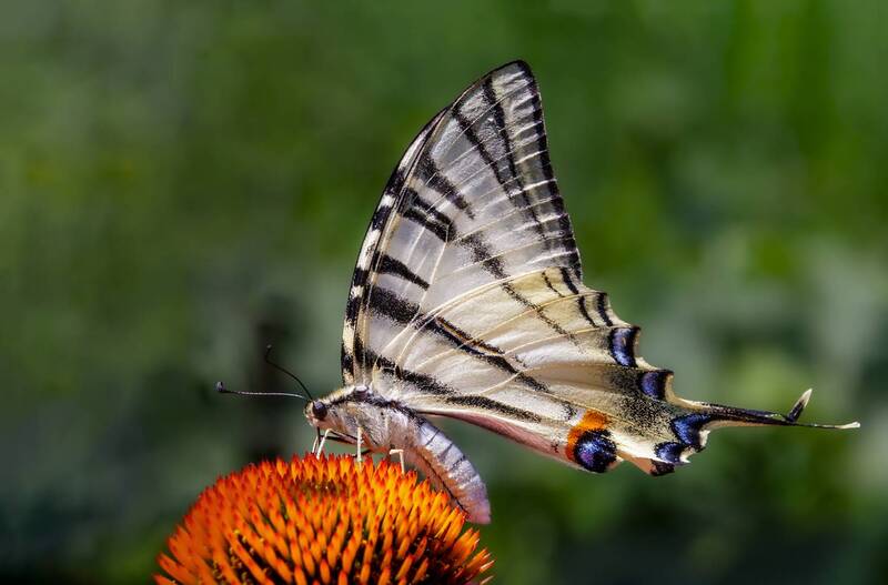 бабочка, эхинацея Подалирий и эхинацея фото превью