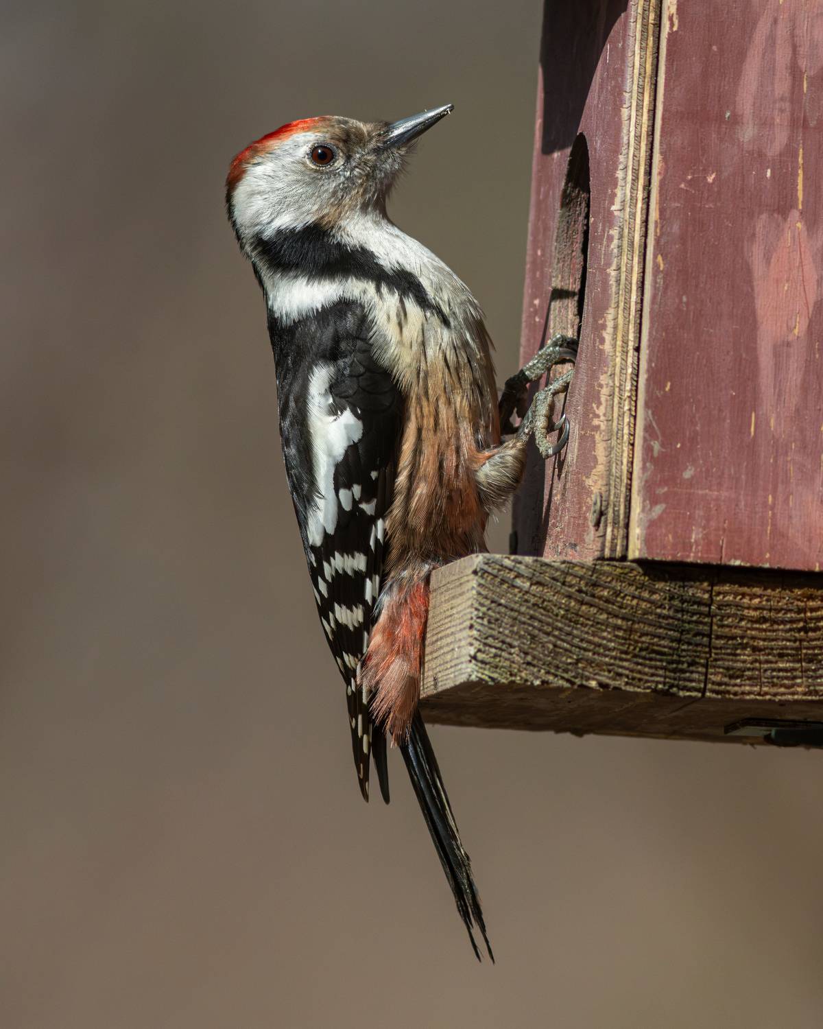 средний пёстрый дятел, вертлявый дятел, дятел, dendrocopos medius, dendrocopos, middle-spotted woodpecker, woodpecker, парк имени макса ашманна, Бондаренко Георгий
