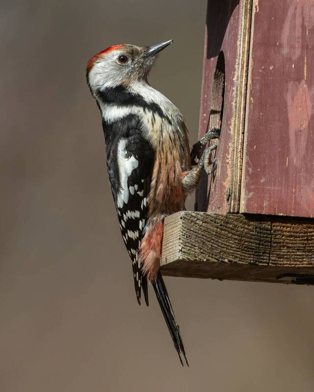 средний пёстрый дятел, вертлявый дятел, дятел, dendrocopos medius, dendrocopos, middle-spotted woodpecker, woodpecker, парк имени макса ашманна Жилищная инспекция фото превью