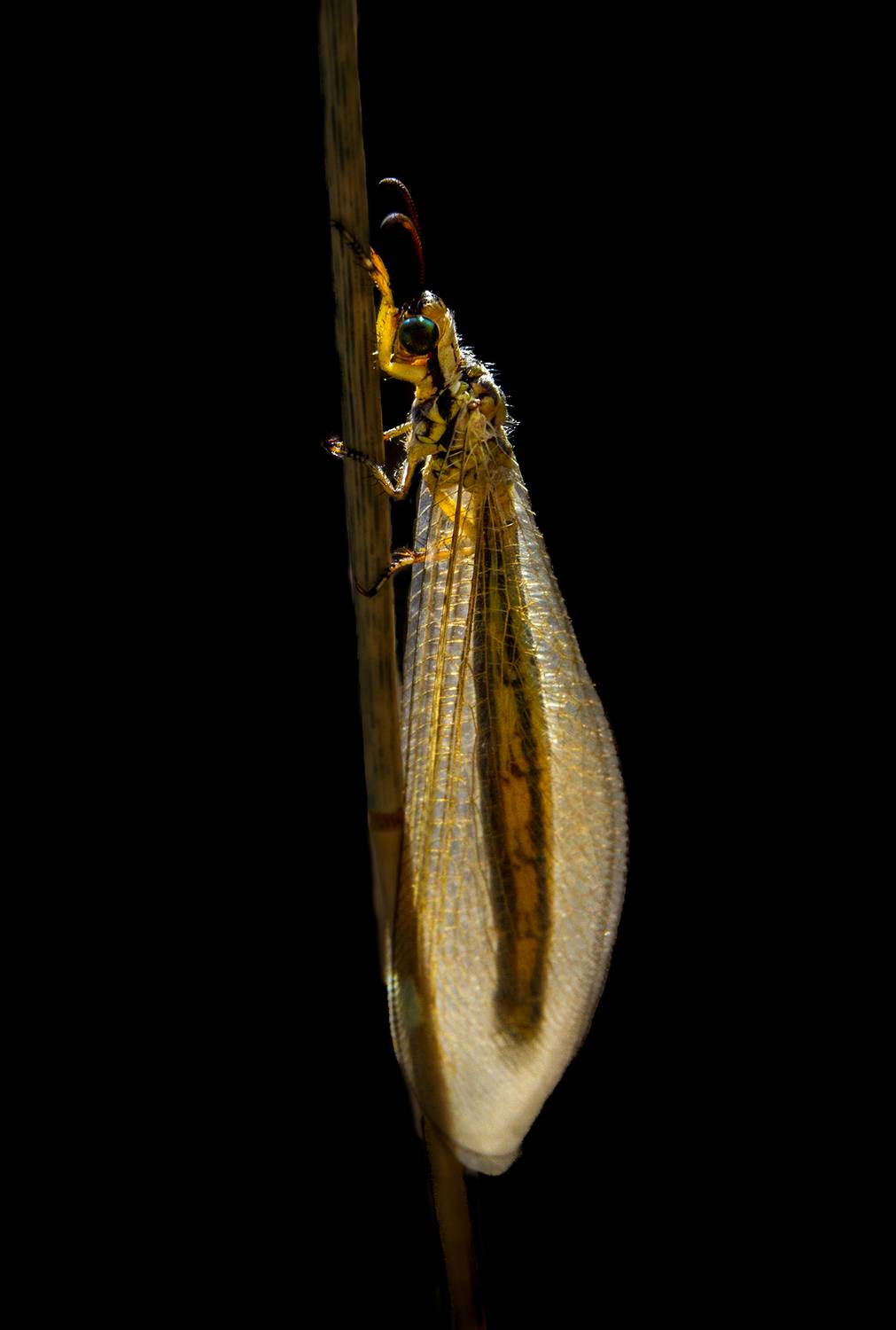 лев, Mihail  Nyzhnikov