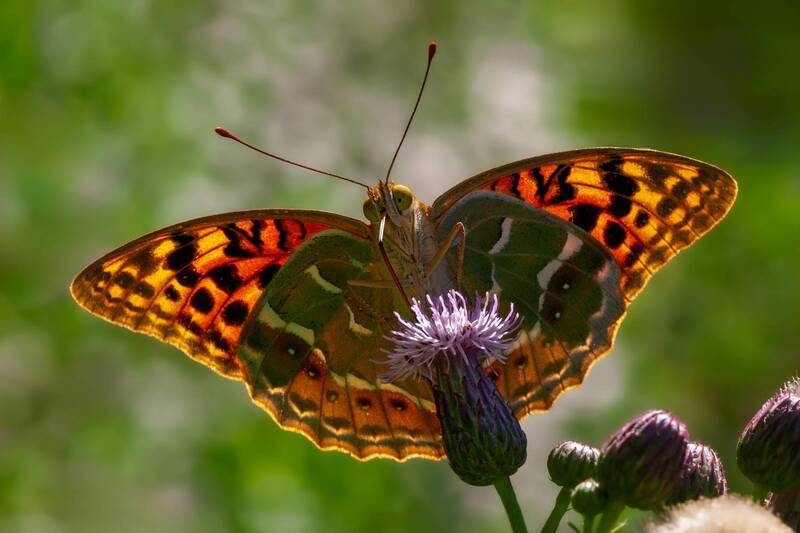 бабочка Пандора фото превью